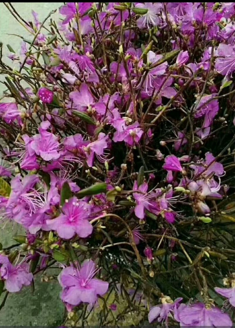 杜鹃干花