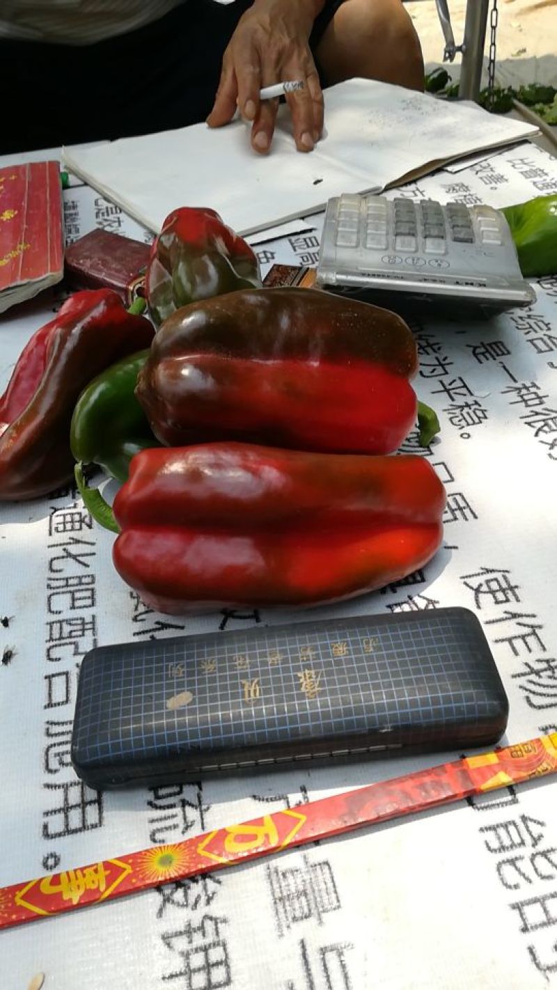 柿子椒车可进场万亩大型蔬菜基地