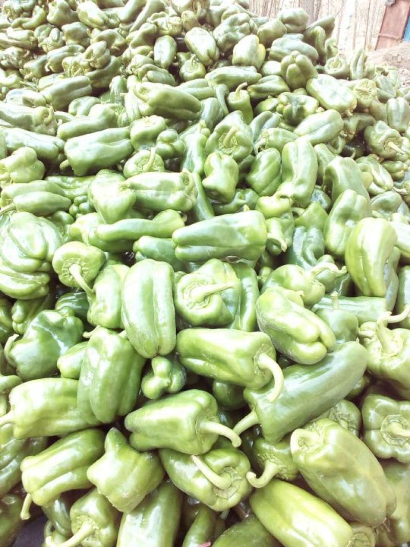 柿子椒车可进场万亩大型蔬菜基地