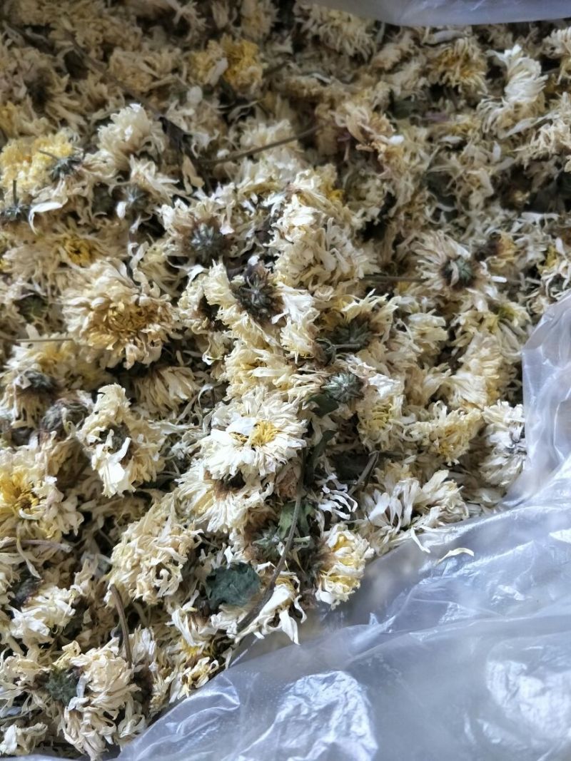 药用菊花袋装