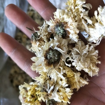 药用菊花袋装