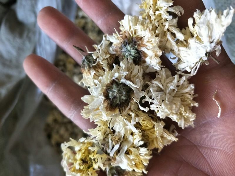 药用菊花袋装