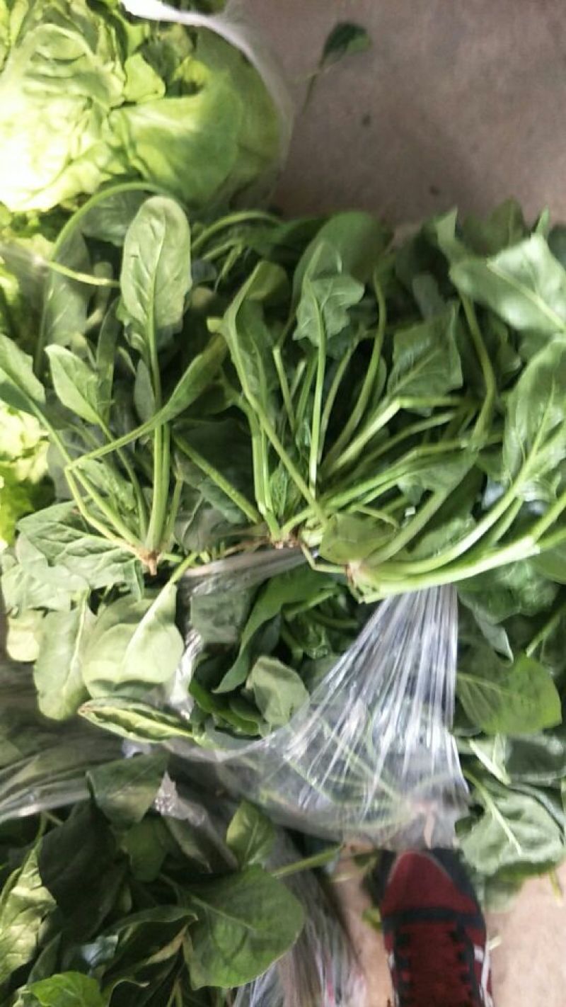菠菜10~15厘米
