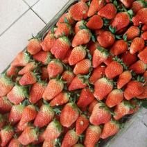 又大又甜的优质甜宝草莓