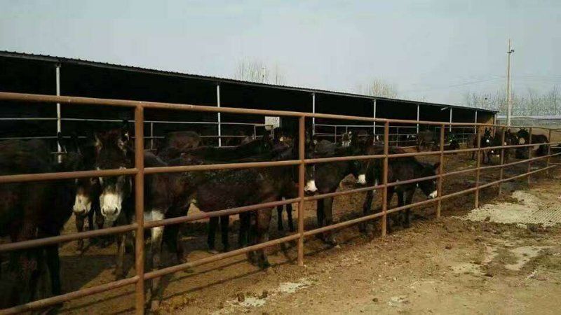 肉驴苗300斤