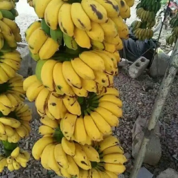 小米蕉9斤装自家种无添加剂