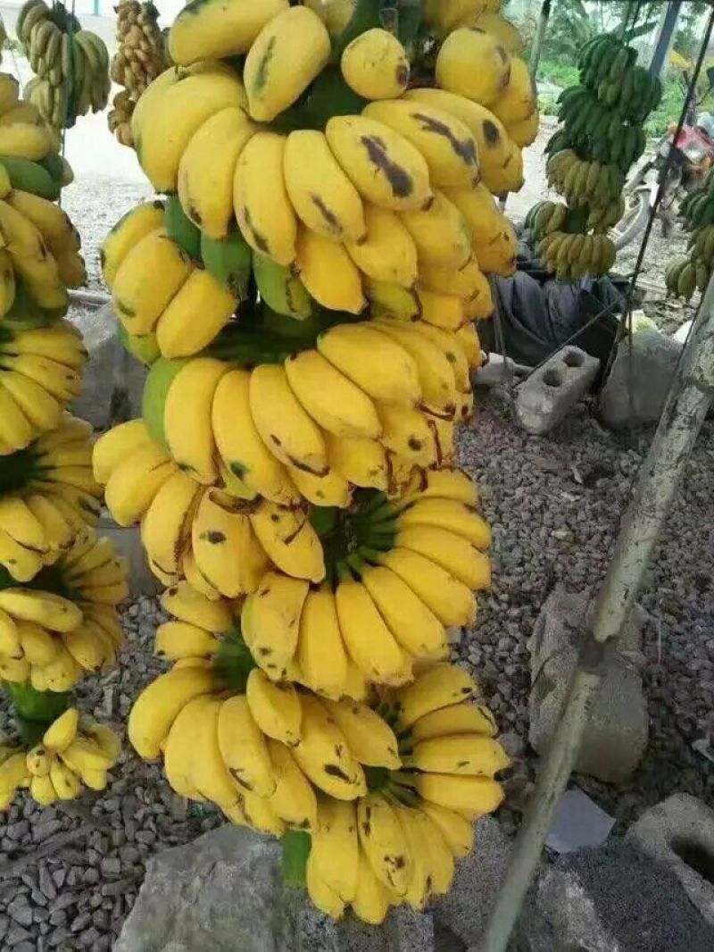 小米蕉9斤装自家种无添加剂