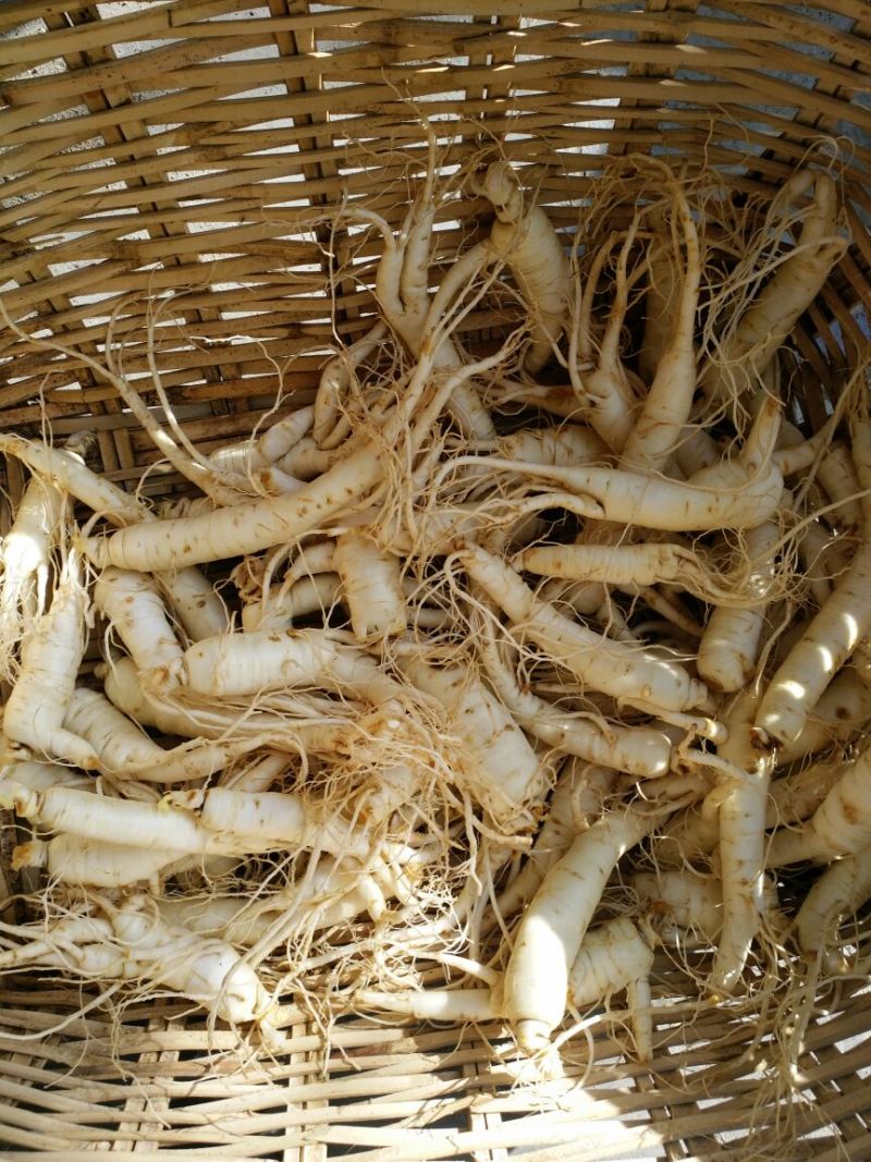 西洋参选货