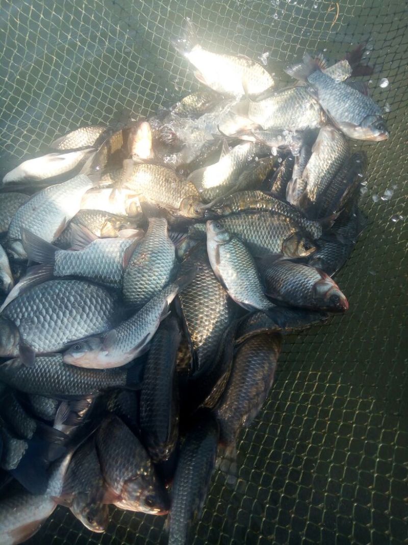 方正银鲫食用