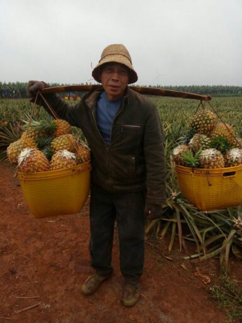 菲律宾（巴厘）菠萝2.5~3斤