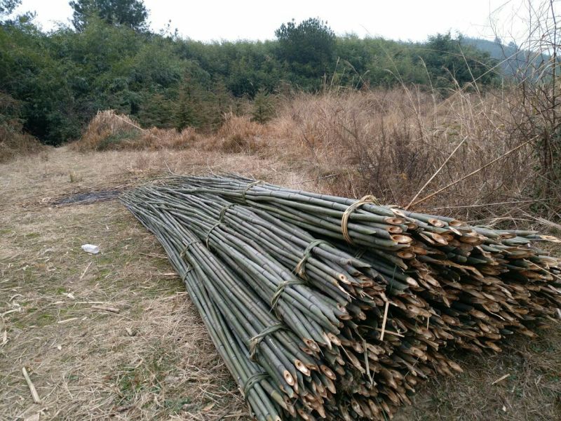 竹竿6.5米，生长于高海拔温差大的六龙山脉，结实耐用。