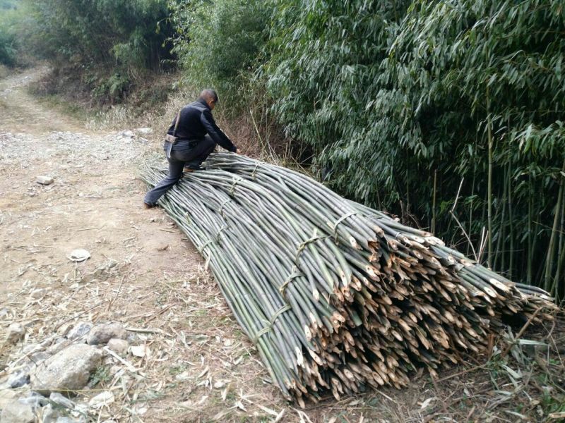 竹竿6.5米，生长于高海拔温差大的六龙山脉，结实耐用。