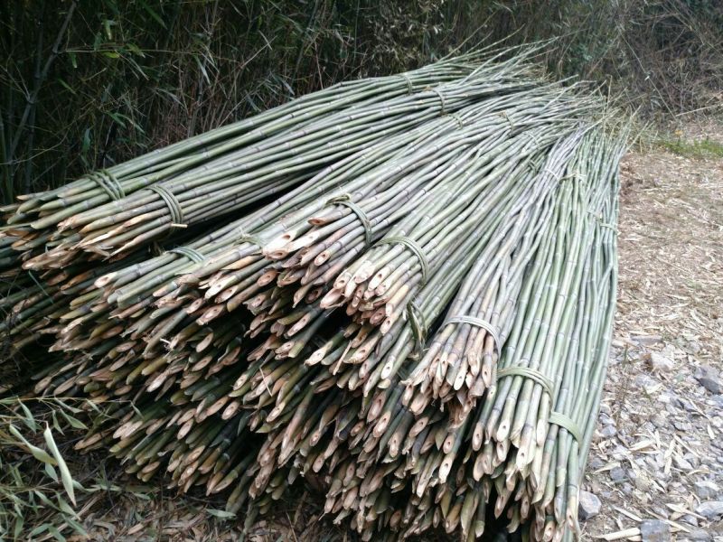 竹竿6.5米，生长于高海拔温差大的六龙山脉，结实耐用。