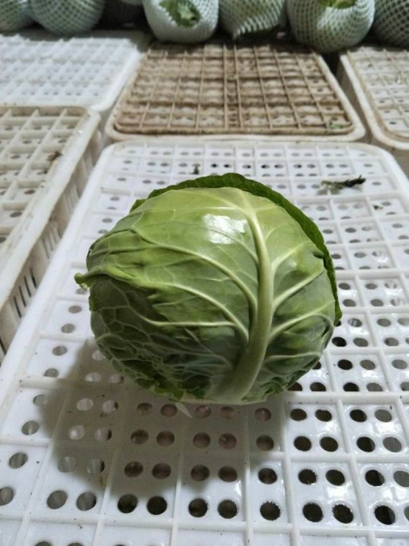 河北甘蓝圆包菜颜色鲜绿菜宣产地直发保质保量！