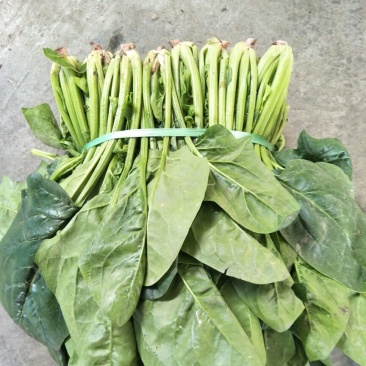 大叶菠菜20~25厘米