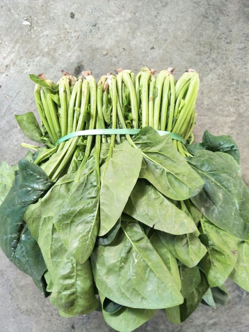 大叶菠菜20~25厘米