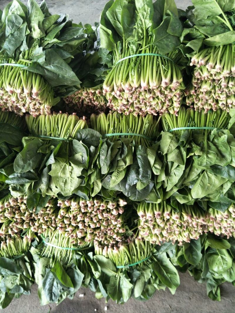 大叶菠菜20~25厘米