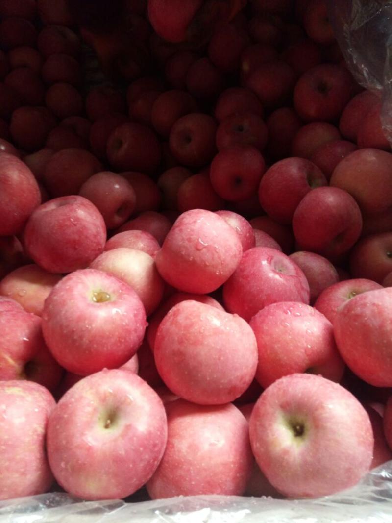 精品红富士苹果原产地直发大量现货品质保障欢迎选购