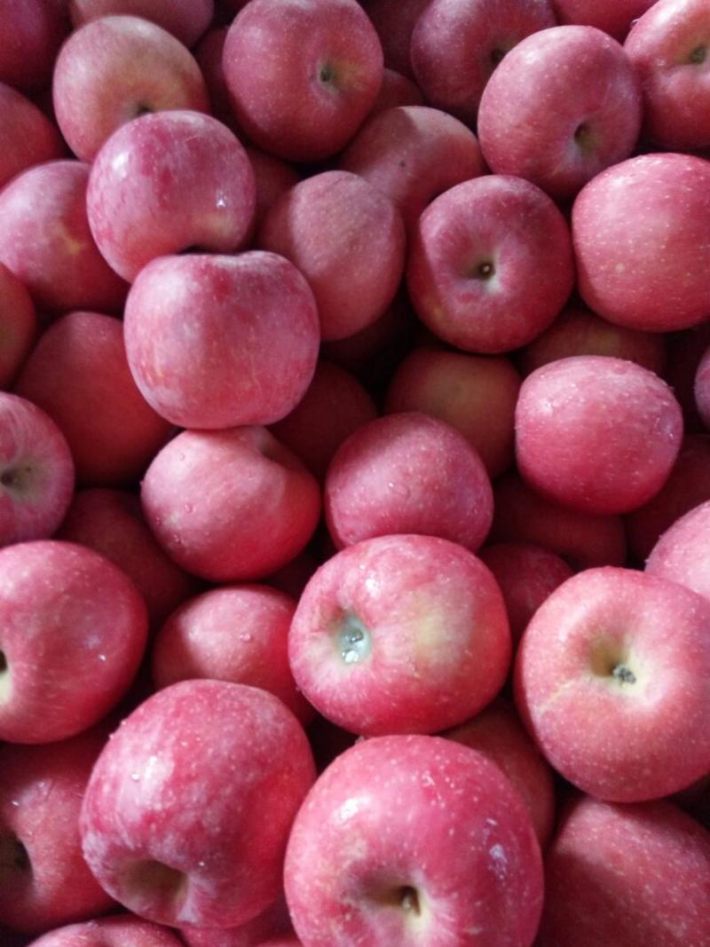 精品红富士苹果原产地直发大量现货品质保障欢迎选购