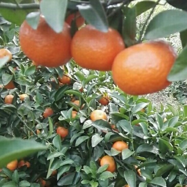 荔浦沙糖桔一级3~4cm