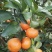 荔浦沙糖桔一级3~4cm
