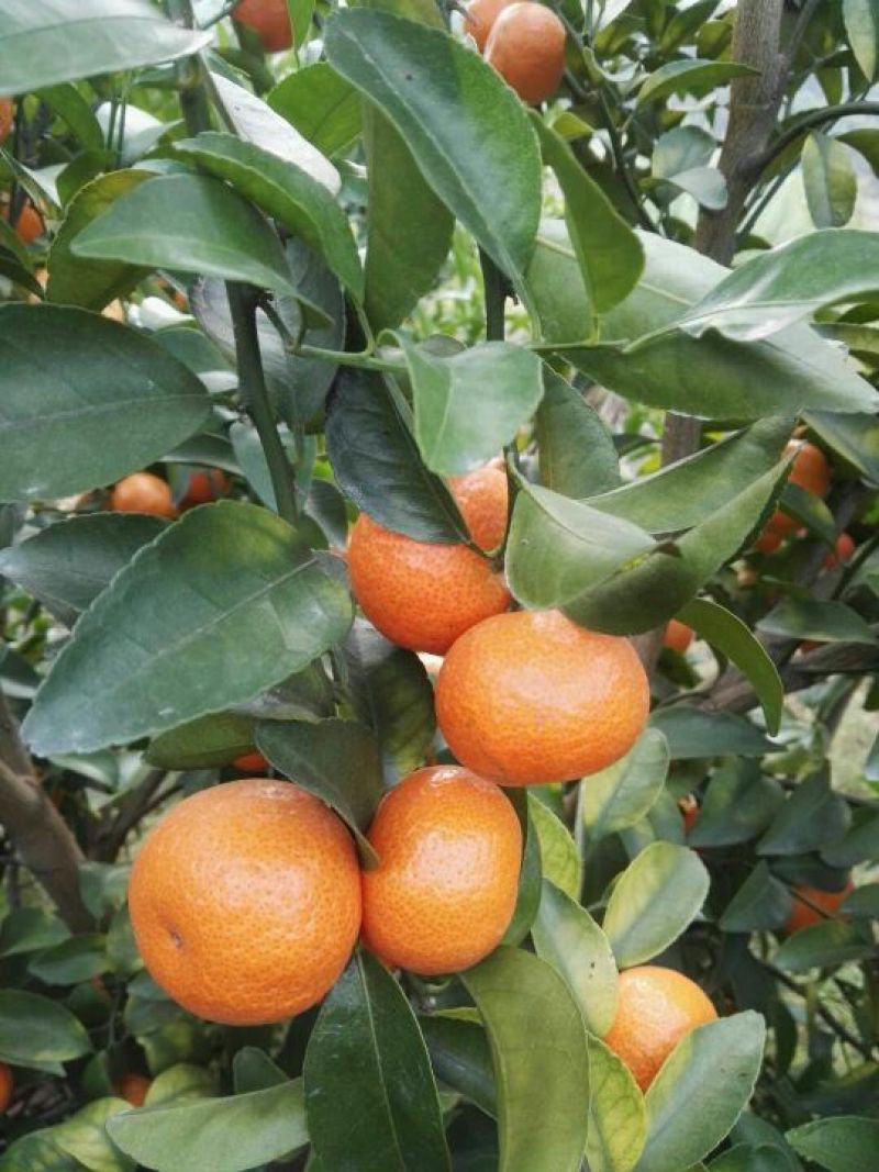 荔浦沙糖桔一级3~4cm