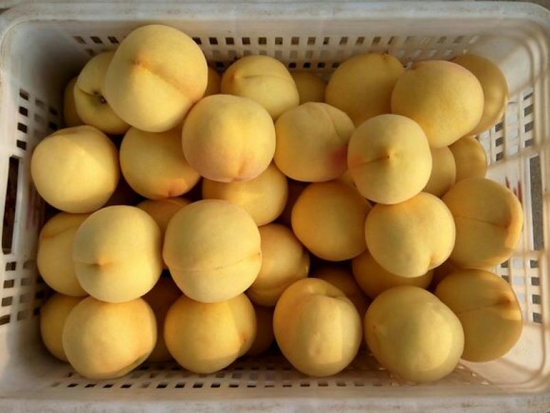 黄桃树苗80cm以上