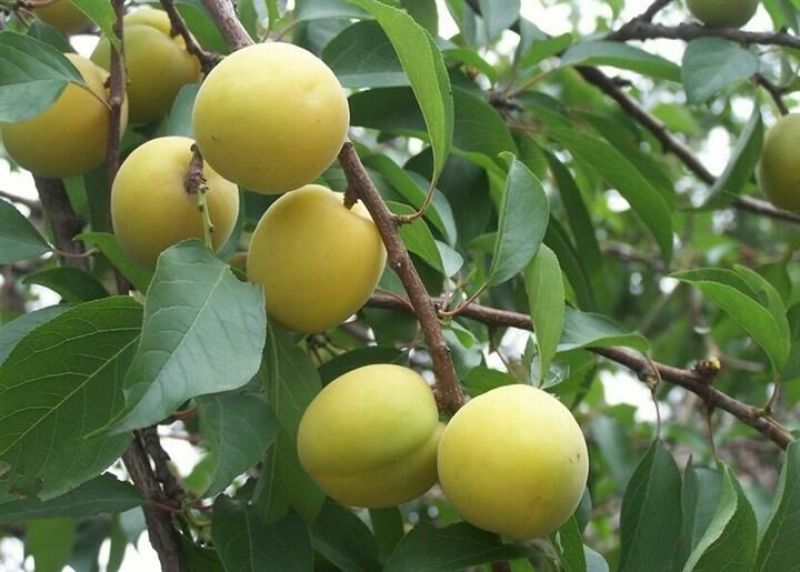 黄桃树苗80cm以上