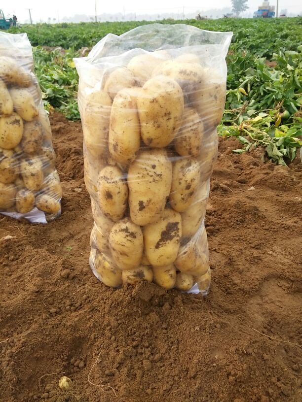滕州蔬菜批发市场荷兰十五土豆 2两以上批发_