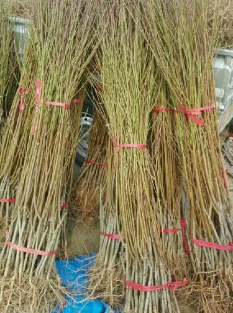油桃树苗黄桃树苗、中蟠十一、油蟠7-7桃树苗，提供技术