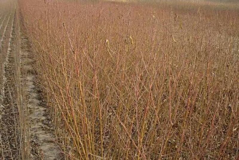 油桃树苗黄桃树苗、中蟠十一、油蟠7-7桃树苗，提供技术