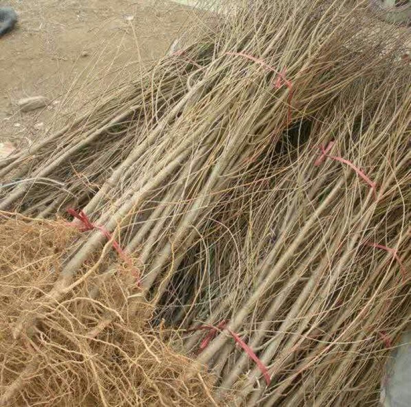 油桃树苗黄桃树苗、中蟠十一、油蟠7-7桃树苗，提供技术
