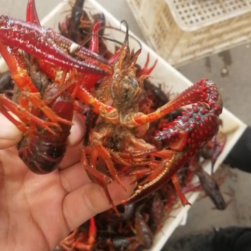 小龙虾小龙虾主养6-8钱（30-40克）食用活虾