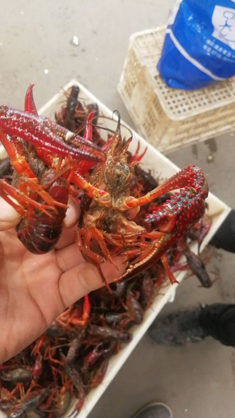 小龙虾小龙虾主养6-8钱（30-40克）食用活虾