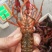 小龙虾小龙虾主养6-8钱（30-40克）食用活虾