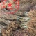 秋彤桃树苗晚熟桃树苗苗圃现挖包纯包成活免费技术指导