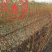秋彤桃树苗晚熟桃树苗苗圃现挖包纯包成活免费技术指导
