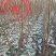 秋彤桃树苗晚熟桃树苗苗圃现挖包纯包成活免费技术指导