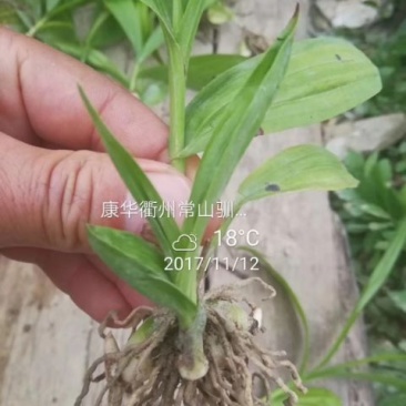 白芨种苗10~20cm