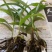 白芨种苗10~20cm