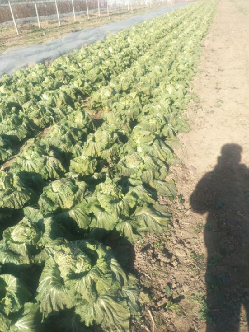 大叶菠菜10~15厘米