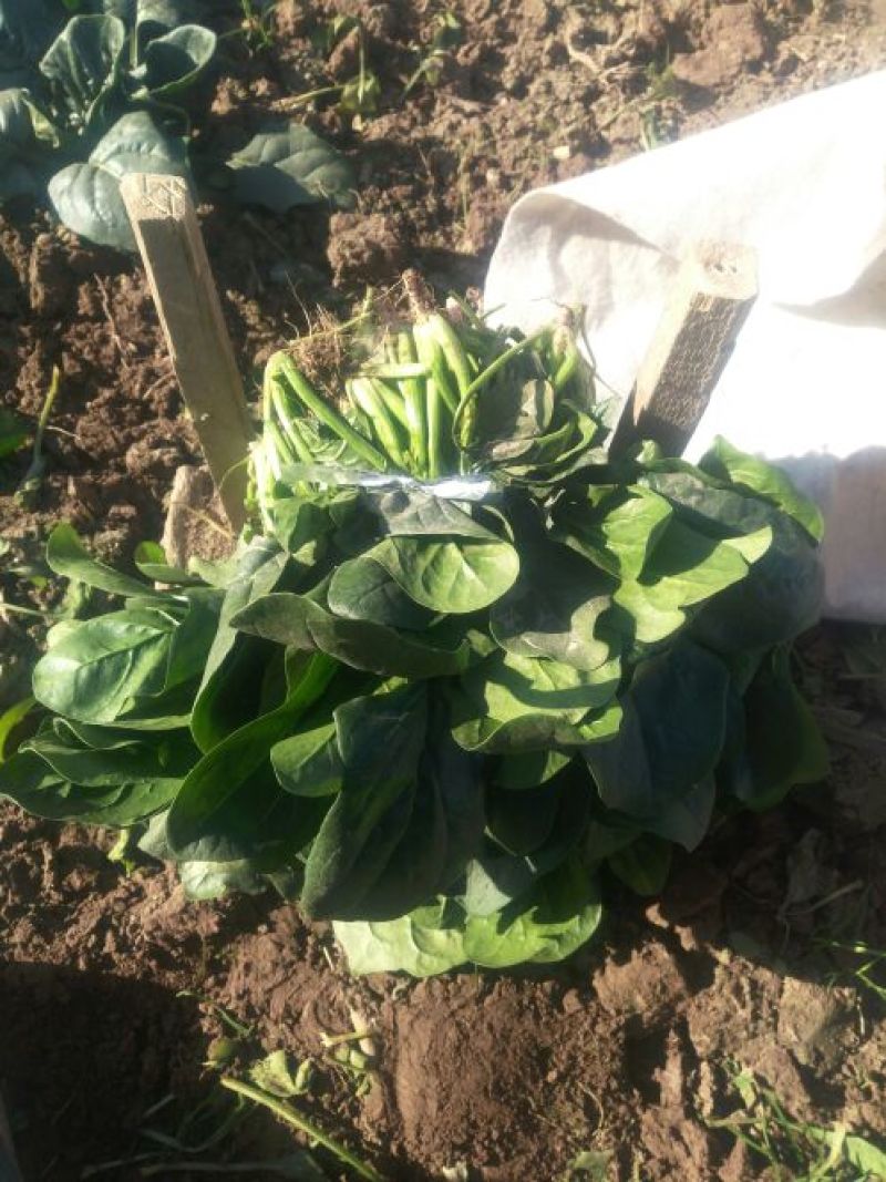 大叶菠菜10~15厘米