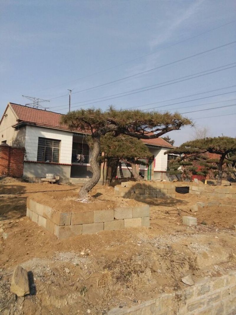 造型松14公分