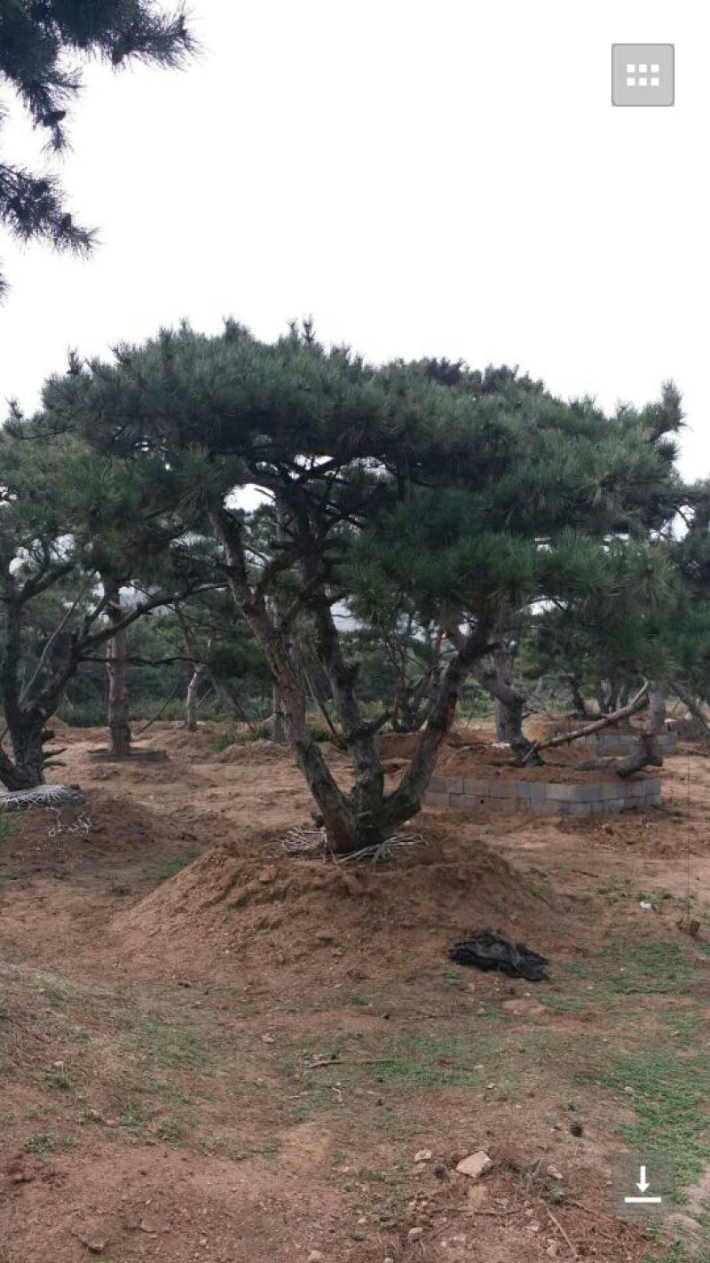 造型松14公分