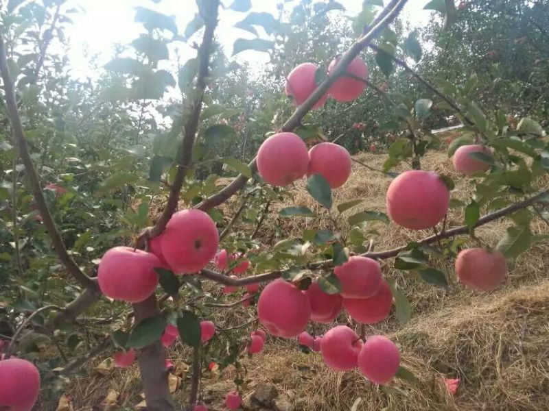 山东蒙阴红富士苹果纸袋全红大量上市中欢迎实地采购