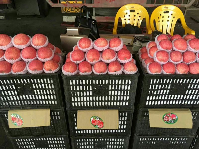 山东红富士苹果纸袋精品条纹红大量上市中口感脆甜
