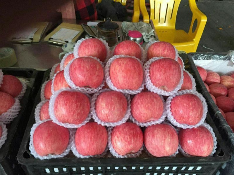 山东红富士苹果纸袋精品条纹红大量上市中口感脆甜