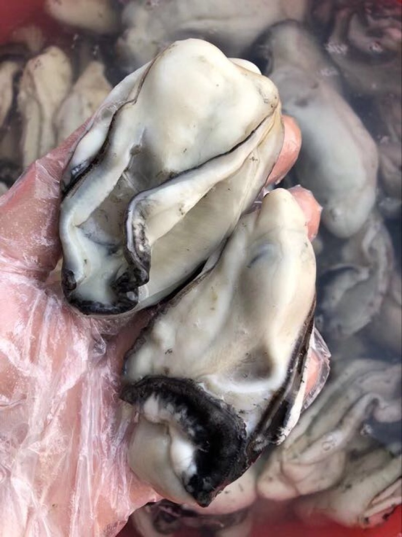 生蚝1~5只/斤
