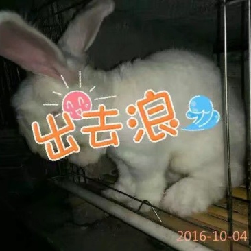 长毛兔中系安哥拉直毛兔保证出一斤以上毛