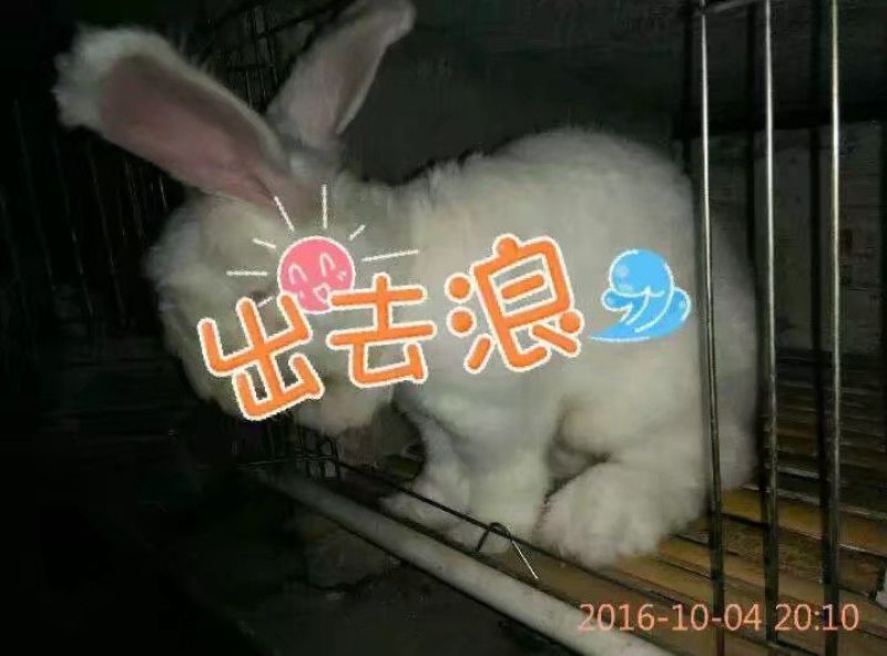 长毛兔中系安哥拉直毛兔保证出一斤以上毛